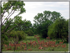 foto Parco nazionale del Chobe